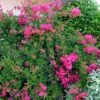 Lagerstroemia Mimie Fuchsia - Lilas De Indes Couvre-sol -MAO PLANTES Magasin lagerstroemia mimie fuchsia 85803 1