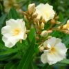 Laurier Rose Luteum Plenum - Nerium Oleander -MAO PLANTES Magasin laurier rose luteum plenum nerium oleander copyright 870561 1