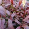 Leucothoe Walteri Royal Ruby -MAO PLANTES Magasin leucothoe walteri royal ruby 1002651 1