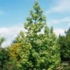 Liquidambar Styraciflua Thea - Copalme D'Amérique -MAO PLANTES Magasin liquidambar styraciflua thea 84140 1