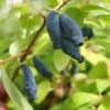 Lonicera Kamtschatica Eisbär - Baie De Mai 1 Lonicera Kamtschatica Eisbär - Baie De Mai -MAO PLANTES Magasin lonicera kamtschatica eisb r 85621 1