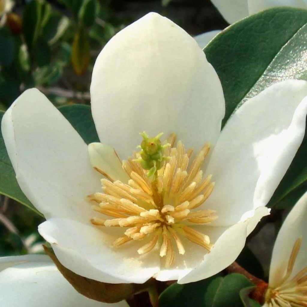Magnolia Dianica Summer Snowflake - Michelia 3 Magnolia Dianica Summer Snowflake - Michelia