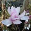Magnolia Loebneri Leonard Messel 1 Magnolia Loebneri Leonard Messel -MAO PLANTES Magasin magnolia messel 7903 1