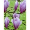 Magnolia - Magnolia X Soulangeana Andre Leroy -MAO PLANTES Magasin magnolia x soulangeana andre leroy 1007262 1