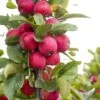 Malus Appletini (Gulliver) - Pommier D'ornement -MAO PLANTES Magasin malus appletini gulliver 15594 1