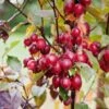 Pommier D'ornement - Malus Red Obelisk -MAO PLANTES Magasin malus red obelisk 80067 1