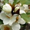 Michelia Yunnanensis Gail's Favorite 2 Michelia Yunnanensis Gail's Favorite -MAO PLANTES Magasin michelia yunnanensis gail s favorite 82422 1 2