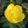 Hypericum Dummeri Peter Dummer - Millepertuis 1 Hypericum Dummeri Peter Dummer - Millepertuis -MAO PLANTES Magasin millepertuis hypericum dummeri peter dummer 7540 1