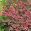 Nandina Obsessed Seika - Bambou Sacré -MAO PLANTES Magasin nandina seika 781683 5