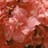 Laurier Rose - Nerium Oleander Rose Saumon Double -MAO PLANTES Magasin nerium oleander rose saumon double 83384 1