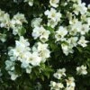 Seringat Des Jardins - Philadelphus Belle Etoile -MAO PLANTES Magasin philadelphus belle etoile 781753 2