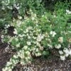 Seringat - Philadelphus Snowbelle -MAO PLANTES Magasin philadelphus snowbelle 1001572 1