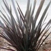 Phormium Dark Delight - Lin De Nouvelle-Zélande 1 Phormium Dark Delight - Lin De Nouvelle-Zélande -MAO PLANTES Magasin phormium dark delight 83888 1