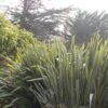 Phormium Tenax - Lin De Nouvelle-Zélande -MAO PLANTES Magasin phormium tenax 835162 1
