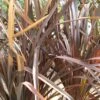 Phormium Tenax Purpureum - Lin De Nouvelle-Zélande -MAO PLANTES Magasin phormium tenax purpureum pot de 3l 83517 1