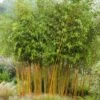 Bambou Jaune - Phyllostachys Aureosulcata Aureocaulis -MAO PLANTES Magasin phyllostachys aureosulcata aureocaulis 7816702 1