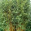 Phyllostachys Vivax Aureocaulis - Bambou Géant -MAO PLANTES Magasin phyllostachys vivax aureocaulis 84917 1