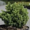 Épicéa - Picea Abies Jalako Gold -MAO PLANTES Magasin picea abies jalako gold 100767 1