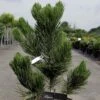Pin - Pinus Heldreichii Satellit -MAO PLANTES Magasin pinus heldreichii satellit 100785 1