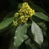 Pittosporum Daphniphylloides -MAO PLANTES Magasin pittosporum daphniphylloides 86436 1