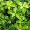 Pittosporum Tenuifolium Golden Ball 2 Pittosporum Tenuifolium Golden Ball -MAO PLANTES Magasin pittosporum tenuifolium golden ball 85615 1 1