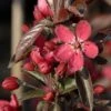 Pommier D'ornement - Malus Dark Rosaleen -MAO PLANTES Magasin pommier d ornement malus dark rosaleen if 17922 1