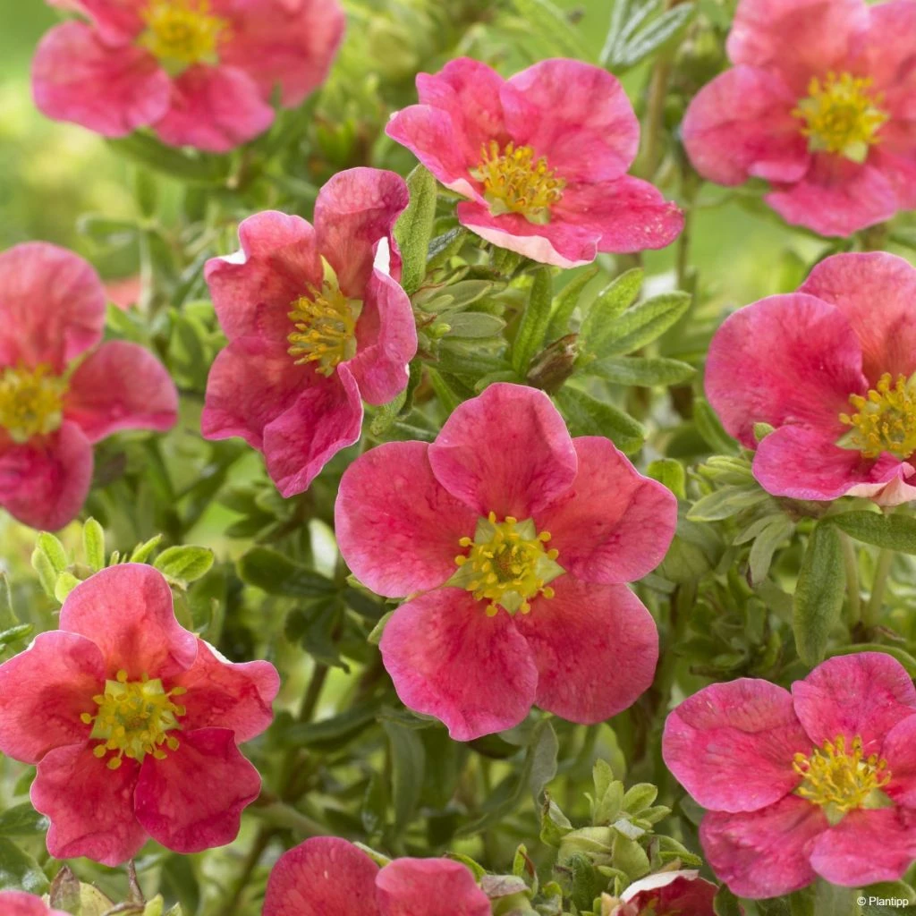Potentilla Fruticosa Danny Boy - Potentille Arbustive à Fleurs Simples Rose Framboise 3 Potentilla Fruticosa Danny Boy - Potentille Arbustive à Fleurs Simples Rose Framboise