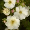 Potentille Arbustive - Potentilla Fruticosa Double Punch Cream 1 Potentille Arbustive - Potentilla Fruticosa Double Punch Cream -MAO PLANTES Magasin potentilla fruticosa double punch cream 100806 1