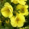 Potentille Arbustive - Potentilla Fruticosa Double Punch Gold 2 Potentille Arbustive - Potentilla Fruticosa Double Punch Gold -MAO PLANTES Magasin potentilla fruticosa double punch gold 100807 1