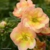 Potentille Arbustive - Potentilla Fruticosa Double Punch Peach -MAO PLANTES Magasin potentilla fruticosa double punch peach 100809 1