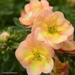 Potentille Arbustive - Potentilla Fruticosa Double Punch Peach