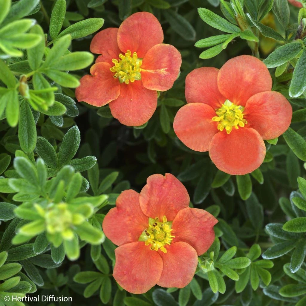 Potentille Arbustive - Potentilla Fruticosa Red'issima 3 Potentille Arbustive - Potentilla Fruticosa Red'issima