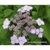 Hortensia Serrata Princesse Eugénie 1 Hortensia Serrata Princesse Eugénie -MAO PLANTES Magasin princesse eugenie