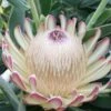 Protea Susara - Protée Hybride