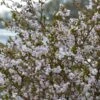 Cerisier à Fleurs Nain Du Japon - Prunus Incisa Kojo No Mai -MAO PLANTES Magasin prunus incisa kojo no mai 7930 1