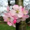 Cerisier à Fleurs Du Japon Nain - Prunus Incisa Paean 1 Cerisier à Fleurs Du Japon Nain - Prunus Incisa Paean -MAO PLANTES Magasin prunus incisa paean 84222 1