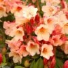 Rhododendron Jingle Bells - Rhododendron Nain -MAO PLANTES Magasin rhodo jingle bells 80479 1