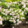 Rhododendron Bloombux -MAO PLANTES Magasin rhododendron bloombux 83146 3