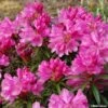 Rhododendron Graziella - Grand Rhododendron -MAO PLANTES Magasin rhododendron graziella 781740 1