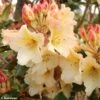 Rhododendron Horizon Monarch - Grand Rhododendron 1 Rhododendron Horizon Monarch - Grand Rhododendron -MAO PLANTES Magasin rhododendron horizon monarch 80478 1