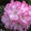 Rhododendron Lem's Monarch - Grand Rhododendron -MAO PLANTES Magasin rhododendron lems monarch 80480 1
