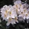 Rhododendron Madame Masson - Grand Rhododendron 2 Rhododendron Madame Masson - Grand Rhododendron -MAO PLANTES Magasin rhododendron madame masson 781744 1