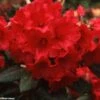 Rhododendron Melville - Grand Rhododendron -MAO PLANTES Magasin rhododendron melville 781746 1