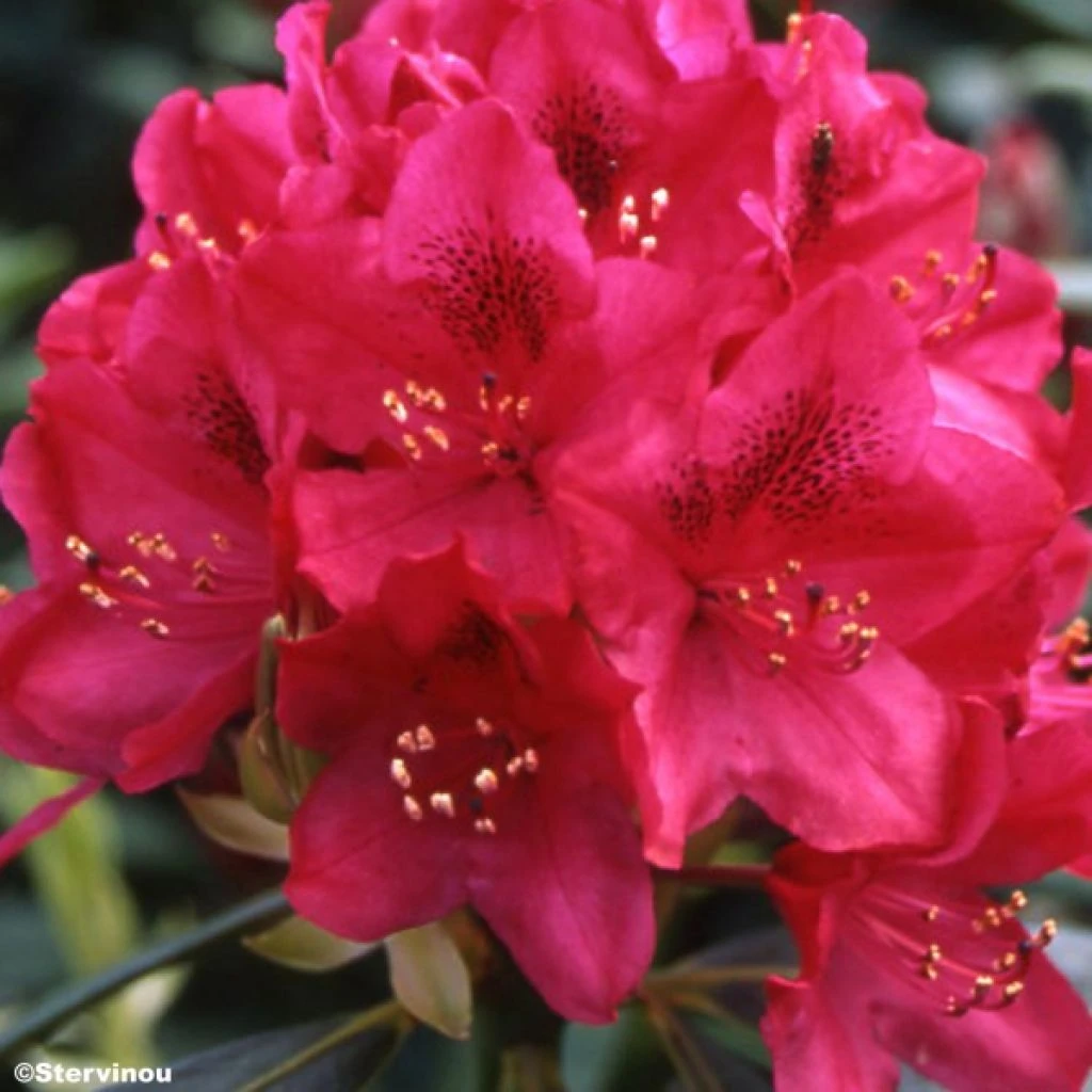 Rhododendron Nova Zembla - Grand Rhododendron 3 Rhododendron Nova Zembla - Grand Rhododendron