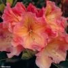 Rhododendron Olga - Grand Rhododendron 1 Rhododendron Olga - Grand Rhododendron -MAO PLANTES Magasin rhododendron olga 781745 1