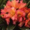 Rhododendron Unique Marmalade - Grand Rhododendron -MAO PLANTES Magasin rhododendron unique marmalade 781750 1