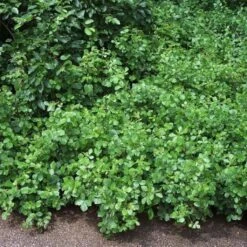 Sumac Aromatique - Rhus Aromatica Gro-Low