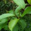 Salix Fargesii - Saule De Farges -MAO PLANTES Magasin salix fargesii 86438 1