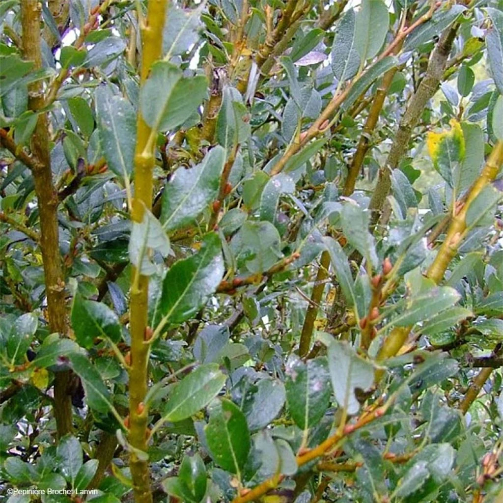 Salix (x) Tetrapla - Saule 3 Salix (x) Tetrapla - Saule