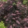 Sureau Noir - Sambucus Nigra Black Beauty (Gerda) -MAO PLANTES Magasin sambucus nigra black beauty gerda 7870 3